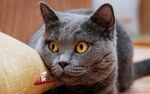 慵懒灰猫趴卧显萌态
