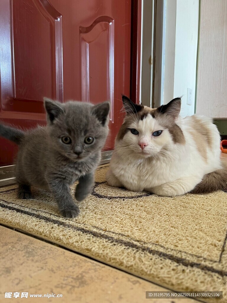 两只猫咪惬意趴地