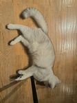 躺地玩耍的可爱白毛猫咪