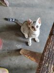 可爱猫咪抬头望镜头