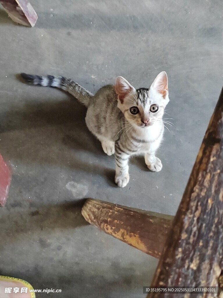 可爱猫咪抬头望镜头