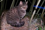夜色中蹲坐的斑纹猫咪