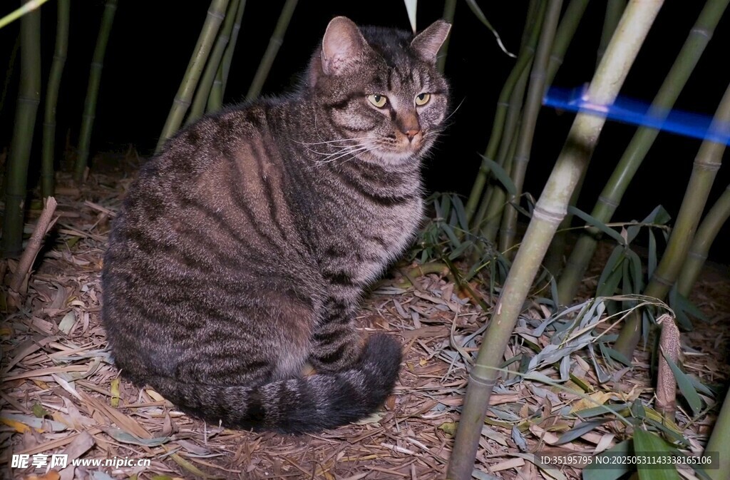 夜色中蹲坐的斑纹猫咪