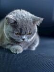 灰色猫咪趴坐姿态特写