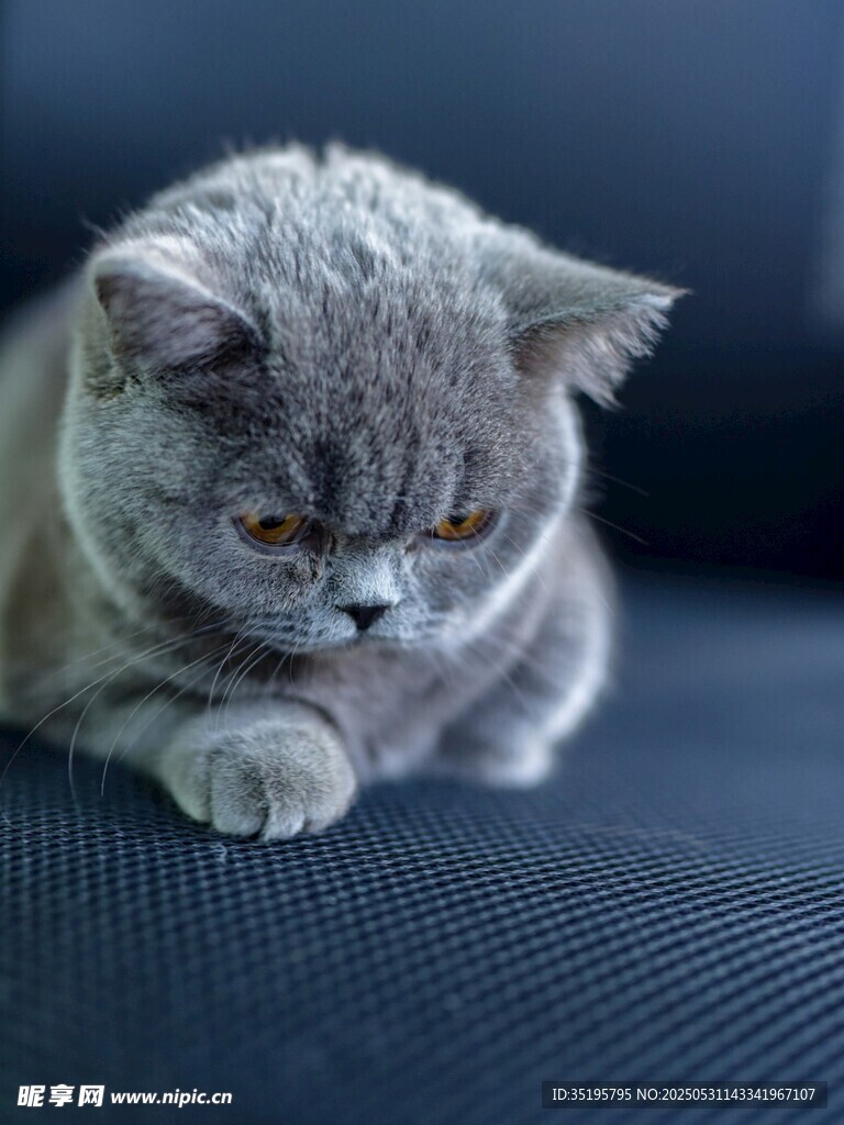 灰色猫咪趴坐姿态特写