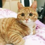 橘猫慵懒躺卧在粉色床面
