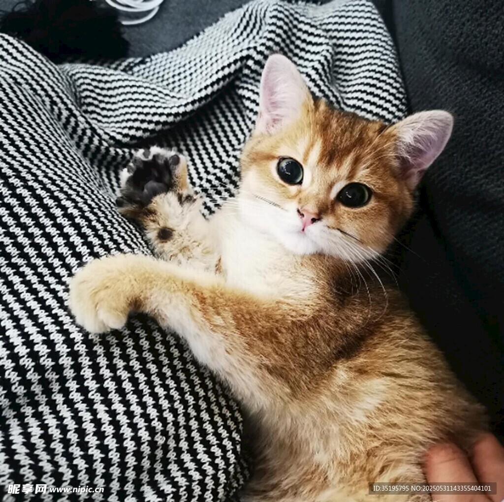 可爱猫咪依偎在柔软织物上