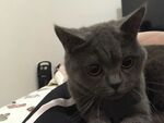 慵懒灰猫趴卧在人身边