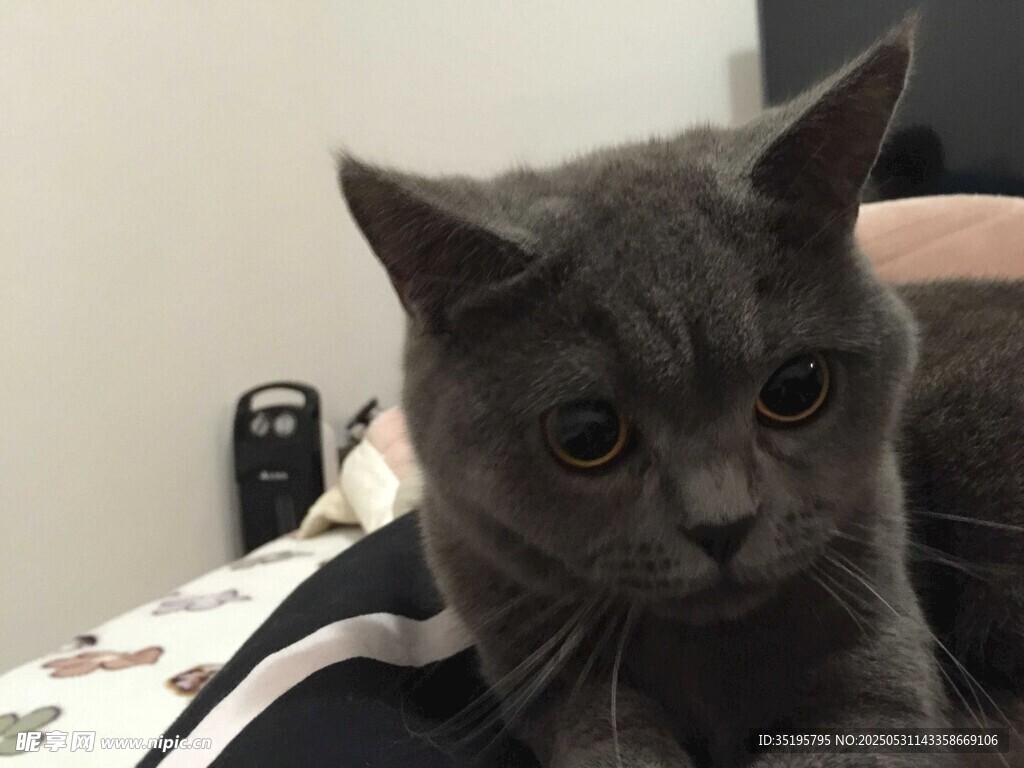 慵懒灰猫趴卧在人身边