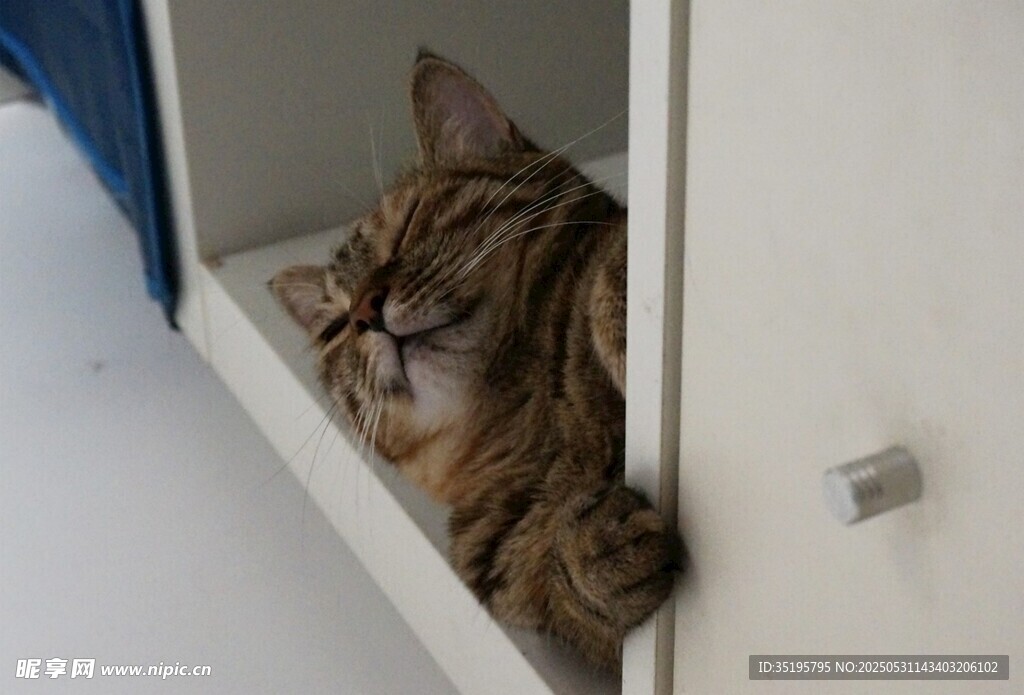 柜子里探出脑袋的猫咪