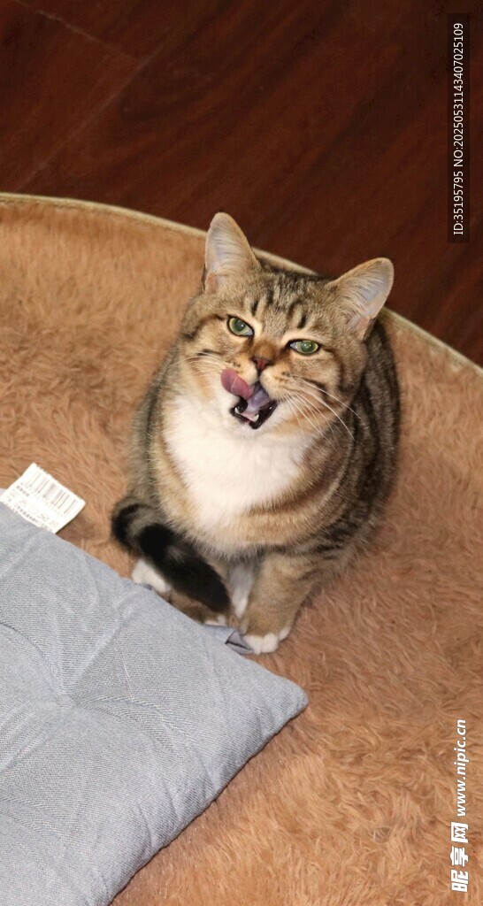 张嘴猫咪趴卧在垫子上