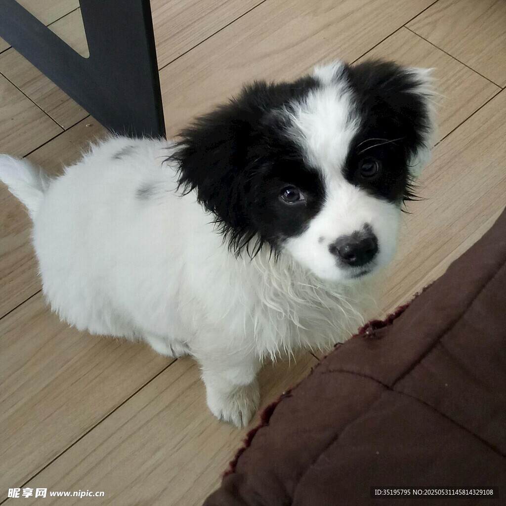 黑白萌犬乖巧蹲坐
