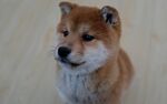 可爱柴犬看向一侧