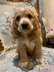 可爱小猎犬坐在花纹垫子上