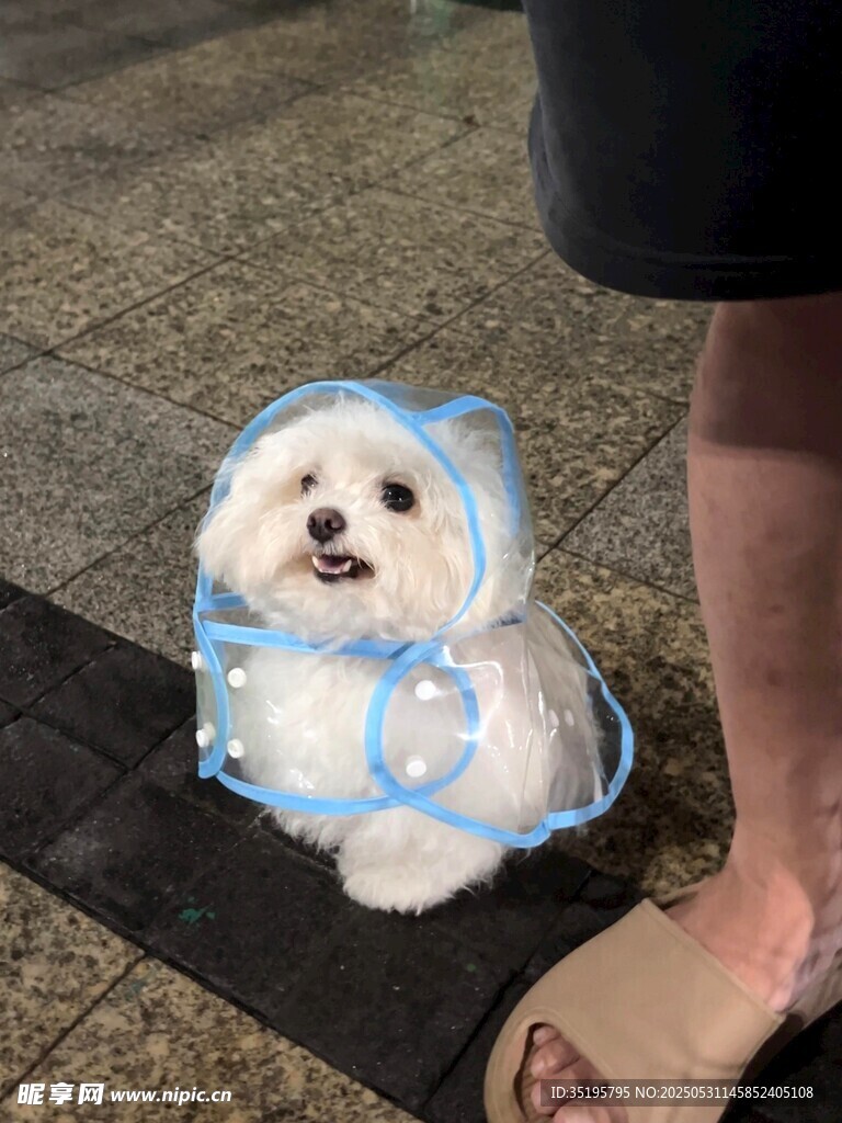 穿雨衣的可爱小白狗
