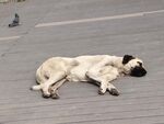 路边酣睡的黑白相间狗狗