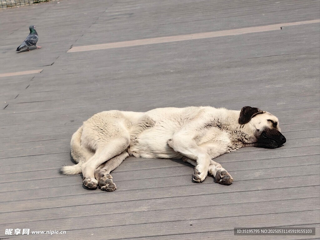 路边酣睡的黑白相间狗狗
