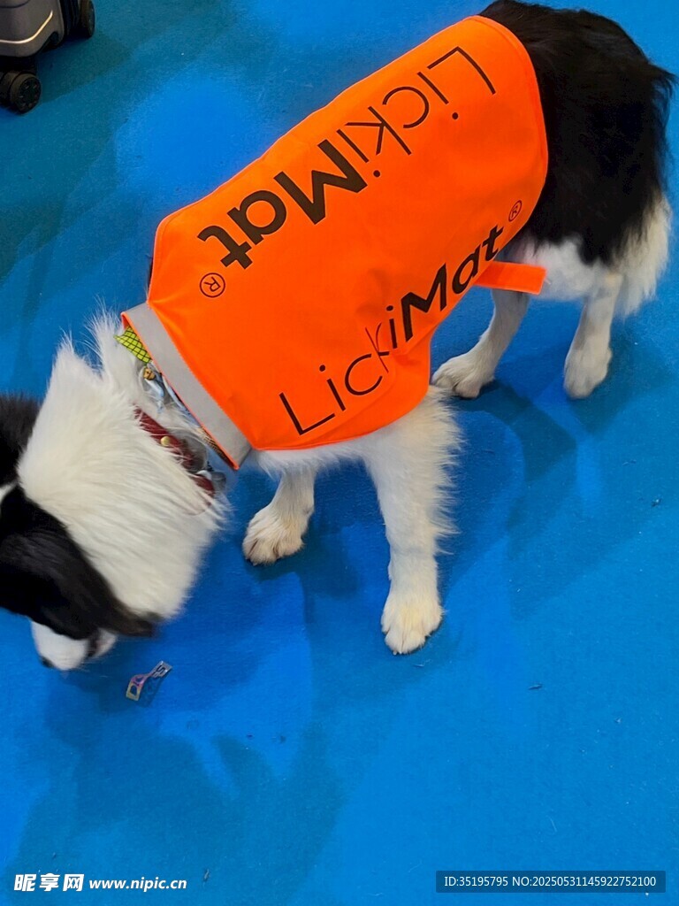 搜救犬穿戴专业装备待命