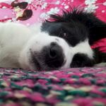 酣睡的黑白萌犬