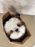 纸盒里的可爱小萌犬