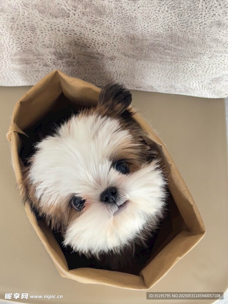 纸盒里的可爱小萌犬