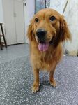 可爱金毛吐舌站立
