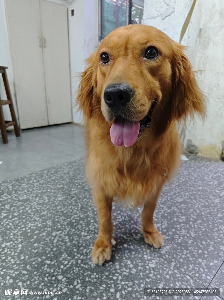 可爱金毛吐舌站立