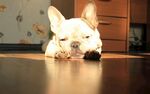 趴着的可爱法国斗牛犬