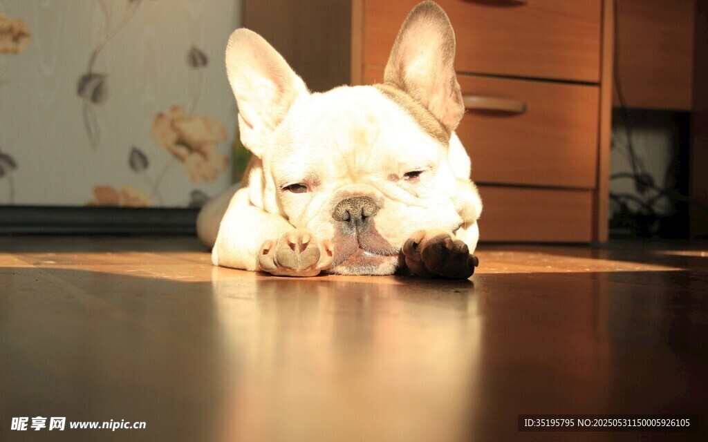趴着的可爱法国斗牛犬