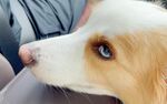 车内萌犬好奇张望