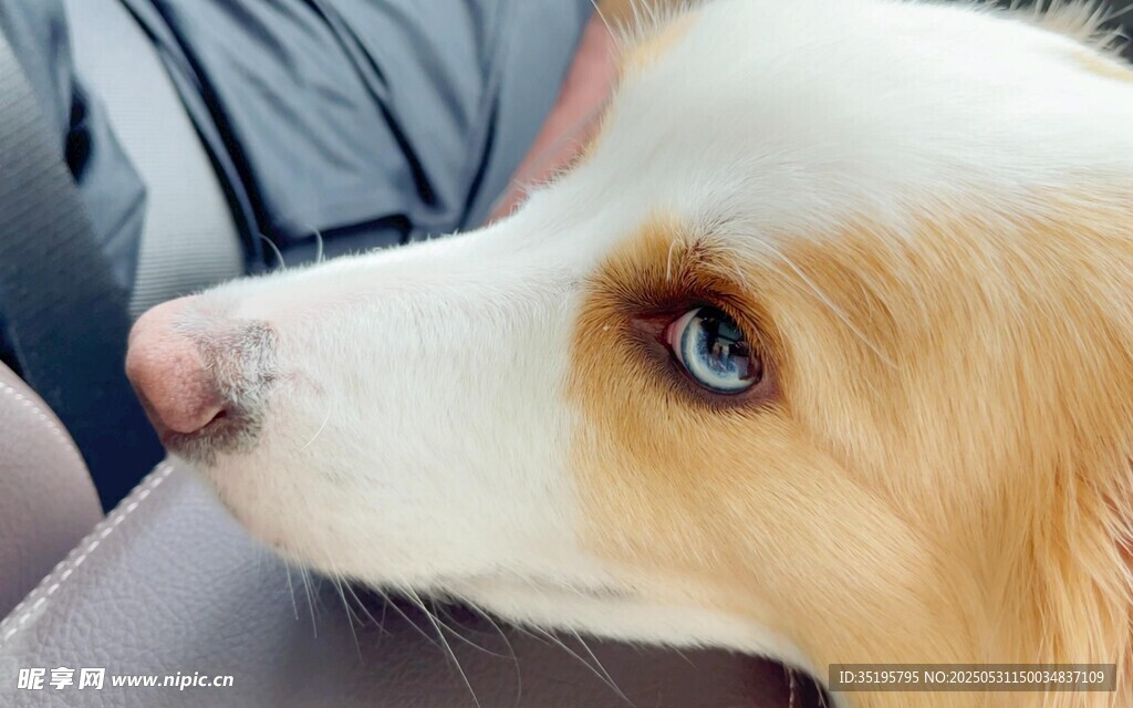 车内萌犬好奇张望