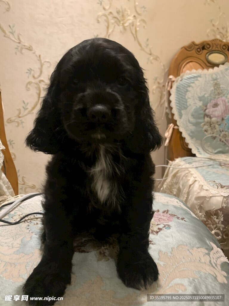可爱黑犬端坐于柔软沙发