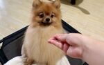 喂食博美犬的温馨瞬间