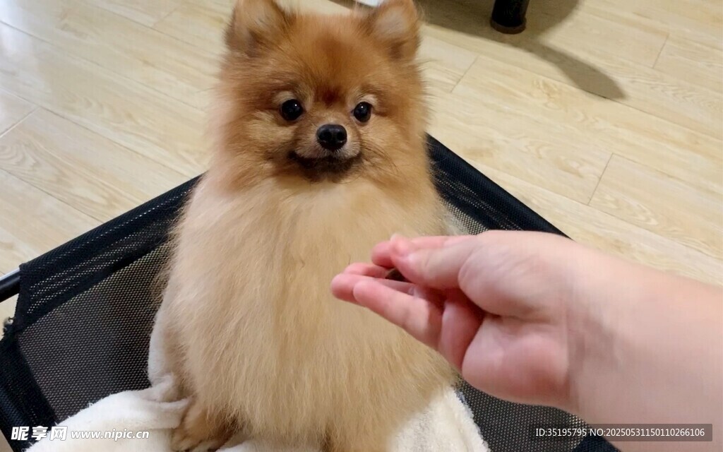 喂食博美犬的温馨瞬间