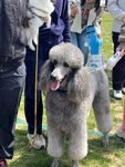 优雅贵宾犬亮相户外聚会