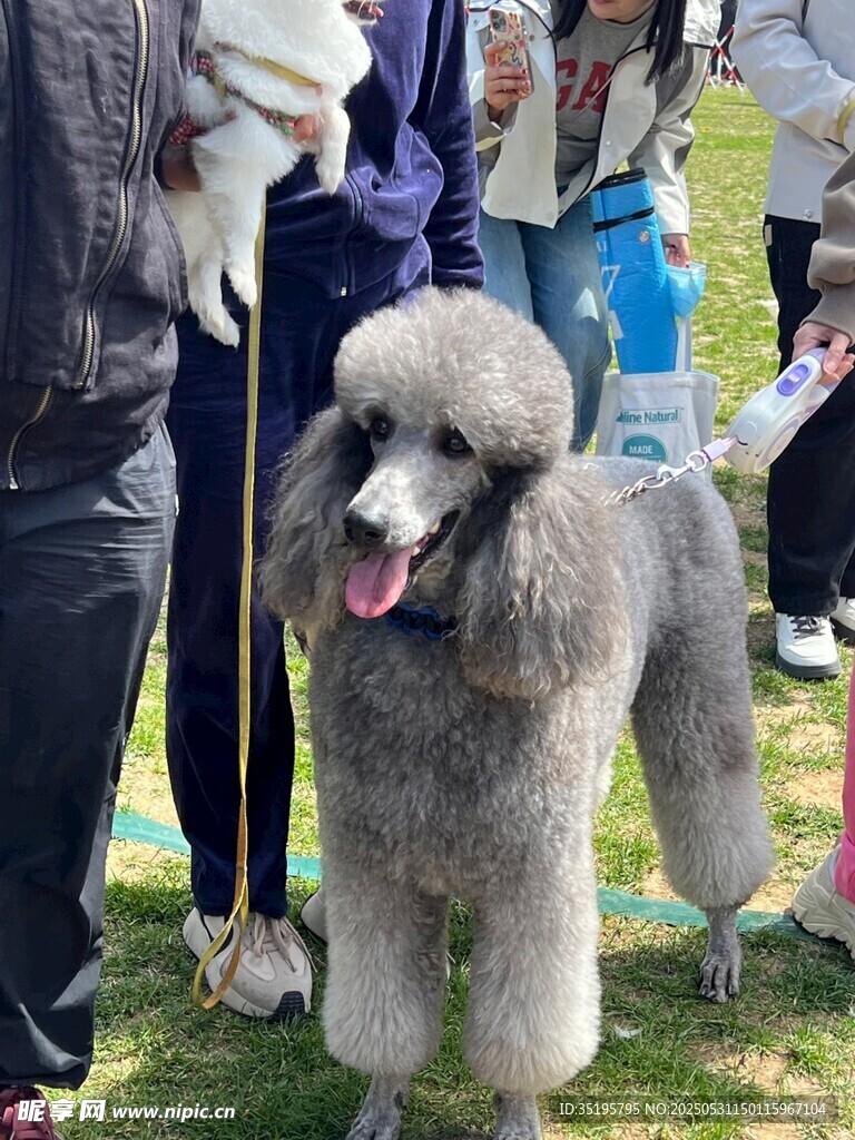 优雅贵宾犬亮相户外聚会