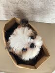 小萌犬窝在纸盒里