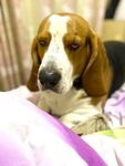 趴在床上的可爱小猎犬