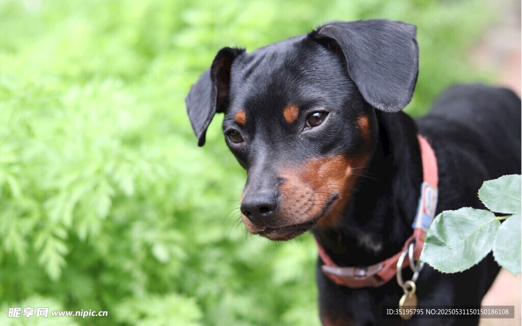 可爱杜宾犬置身绿植间