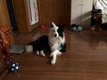 黑白萌犬坐于木地板上