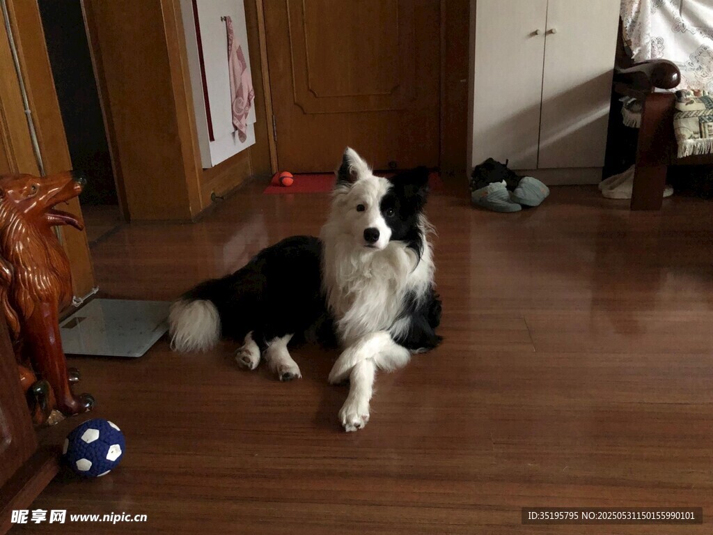 黑白萌犬坐于木地板上