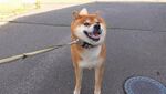 微笑柴犬被拴在户外