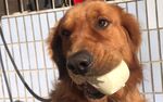 金毛犬叼着物品可爱模样