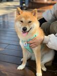 可爱柴犬被温柔抚摸