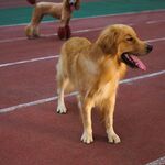 跑道上的金毛犬