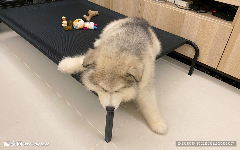 哈士奇叼笔趴地超可爱