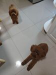 两只萌宠在室内地板玩耍