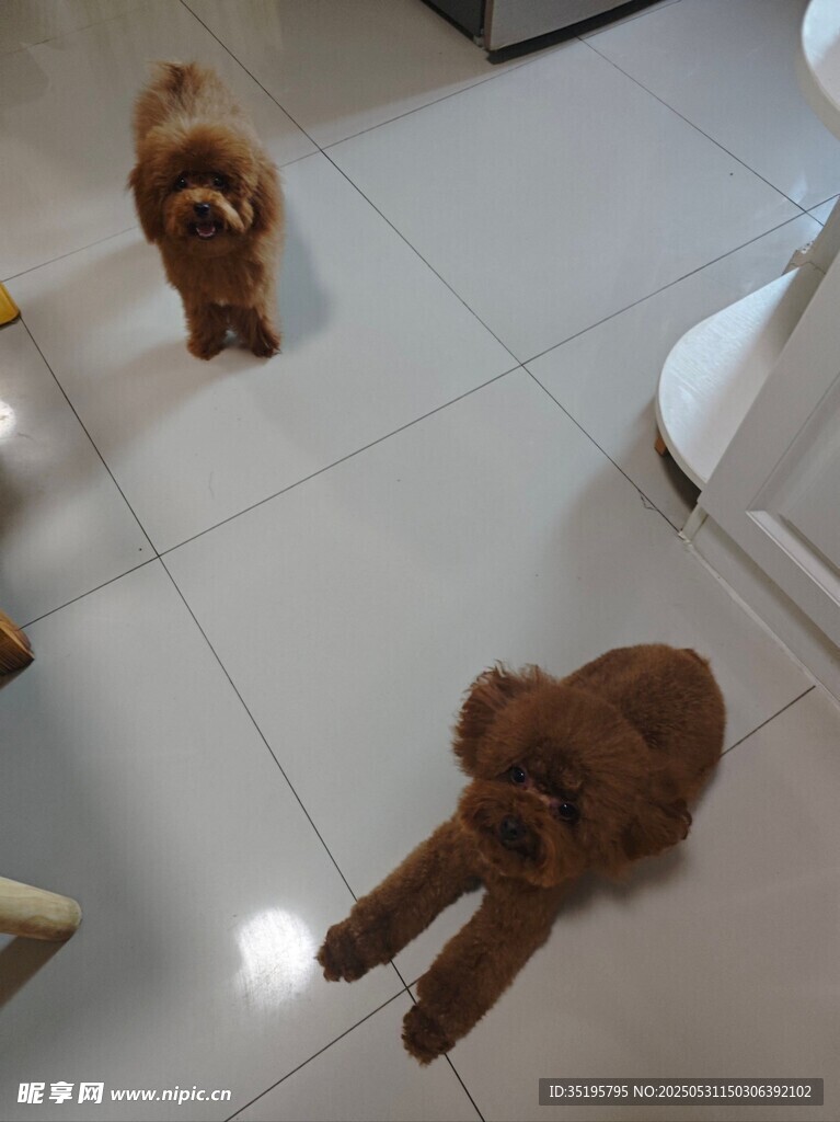 两只萌宠在室内地板玩耍