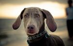 海边的可爱腊肠犬