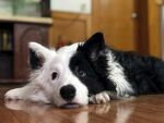 趴着的黑白边牧犬